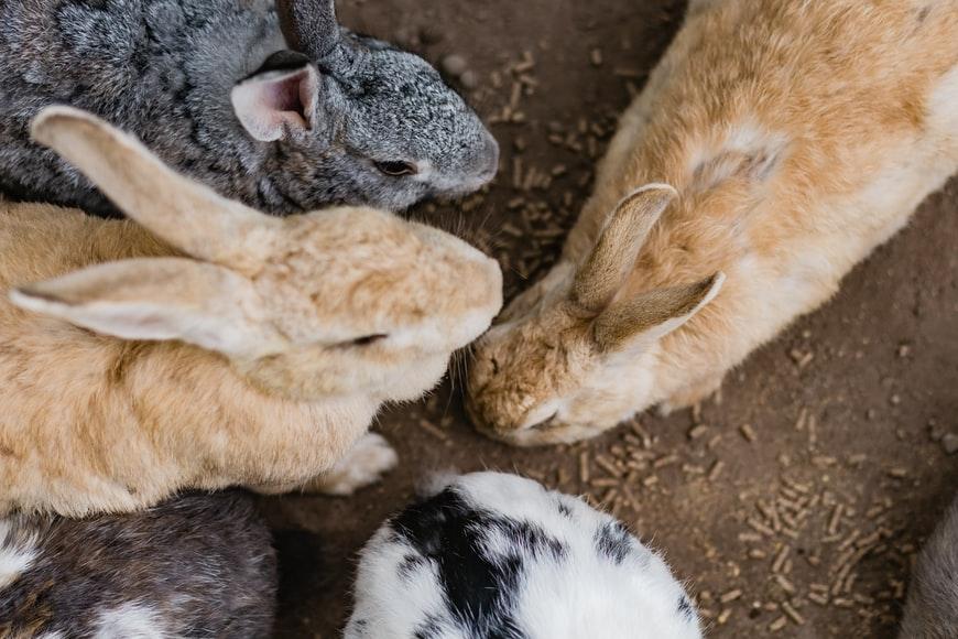 How many teeth does my pet rabbit have_manyRabbits eating pellets 