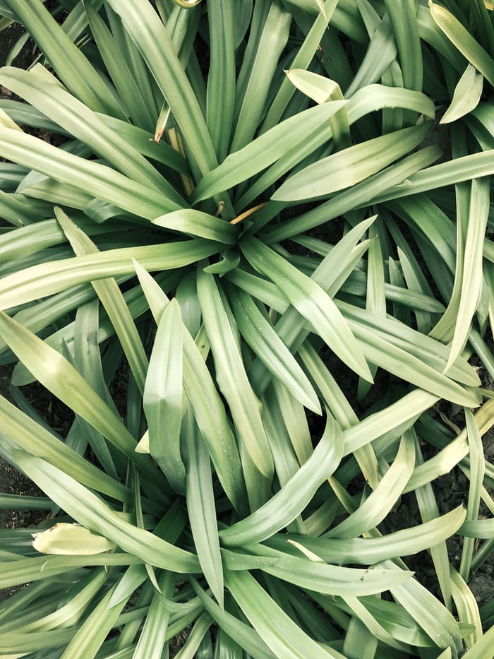 Can Rabbits Eat Lemongrass_ Lemongrass leaves