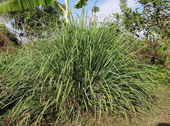 Can Rabbits Eat Lemongrass_ Lemongrass