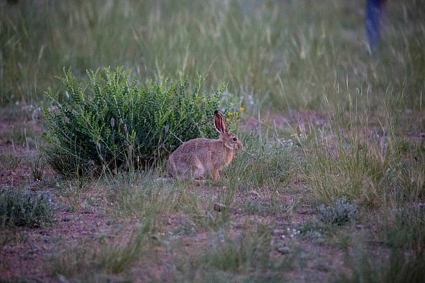 Can Rabbits eat Cantaloupe Melon_ A rabbit at sunrise