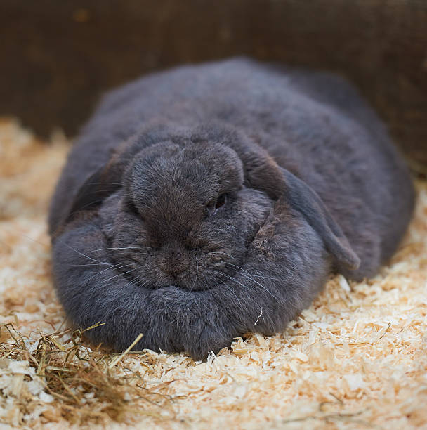 Can Rabbits eat Cantaloupe Melon_ An overweight rabbit