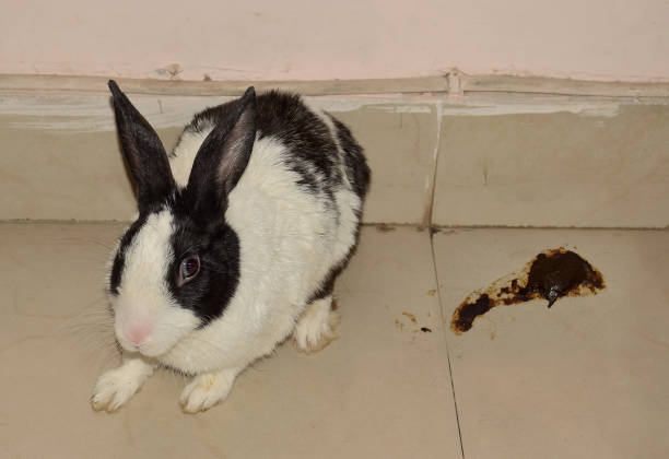 Can Rabbits eat Cantaloupe Melon_ Rabbit with Diarrhea