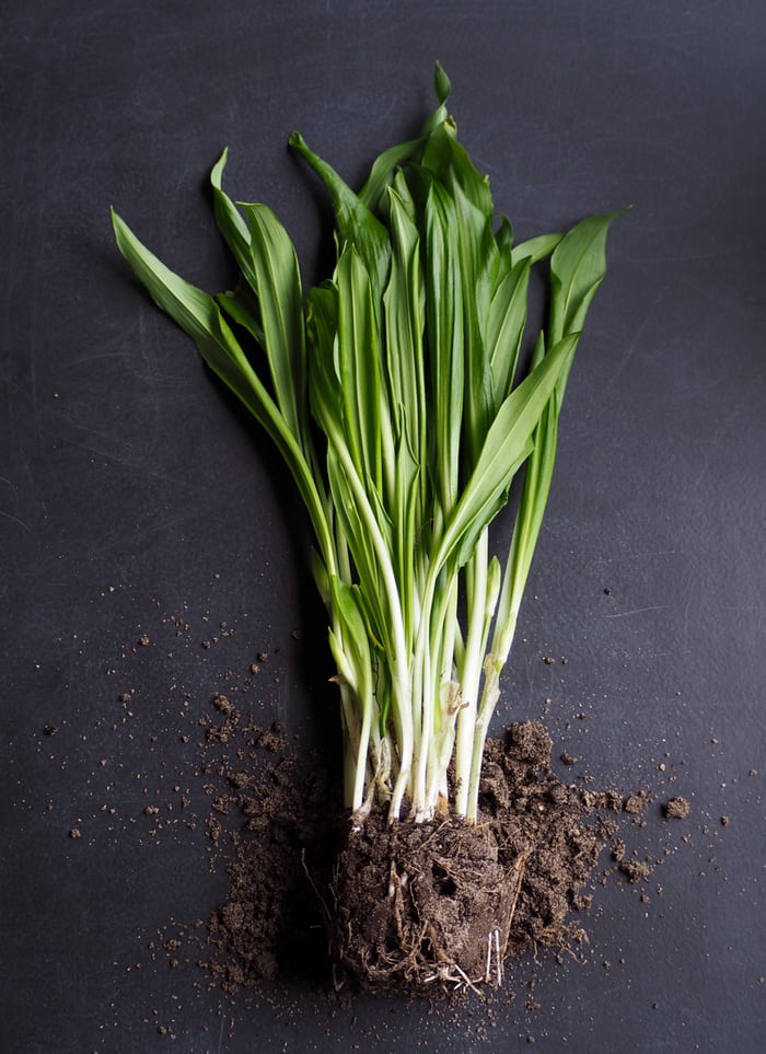 Can Rabbits eat Lemongrass_ Fresh, plucked Lemongrass.