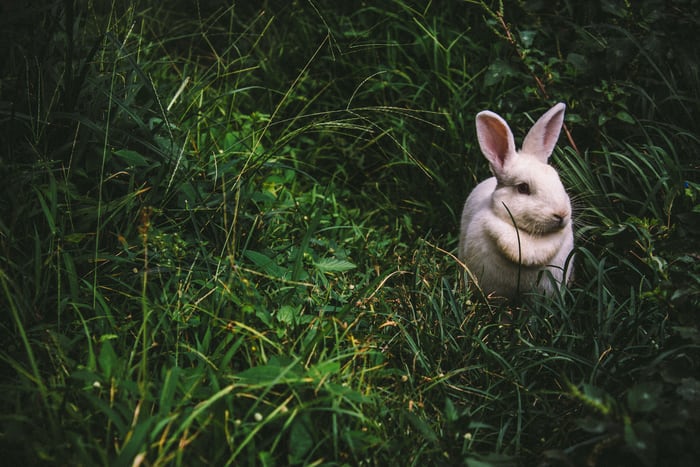 Can Rabbits eat Lemongrass_ Rabbit in a bush
