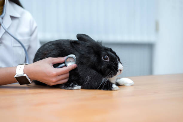Can Rabbits eat Parsley_A Rabbit at the Vet Clinic
