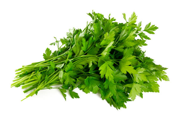 Can Rabbits eat Parsley_Parsley leaves