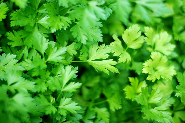 Can Rabbits eat Parsley_Parsley leaves