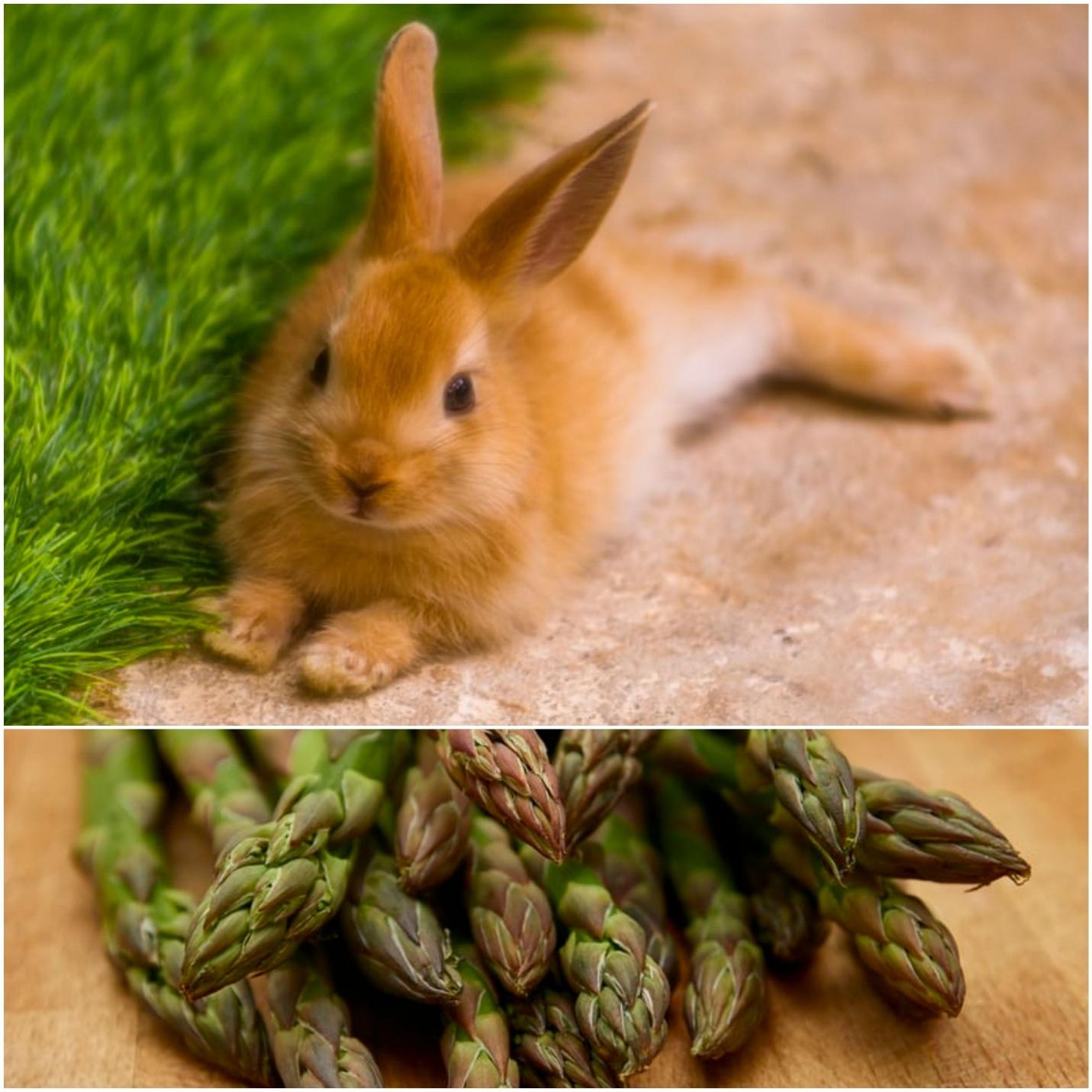 Can rabbits eat asparagus _ A brown rabbit outdoors and asparagus