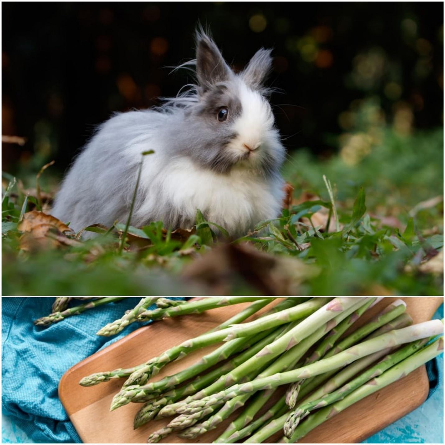 Can rabbits eat asparagus _ A rabbit and asparagus stalks on a chopping board