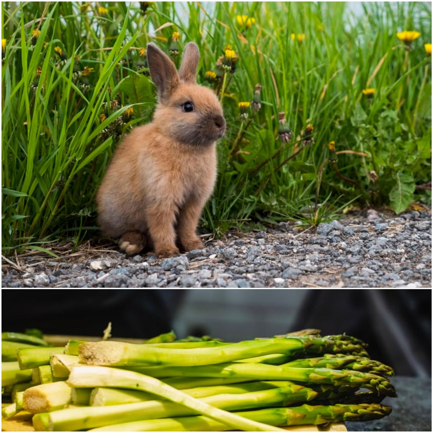 Can rabbits eat asparagus _ A rabbit with grasses and asparagus stalks