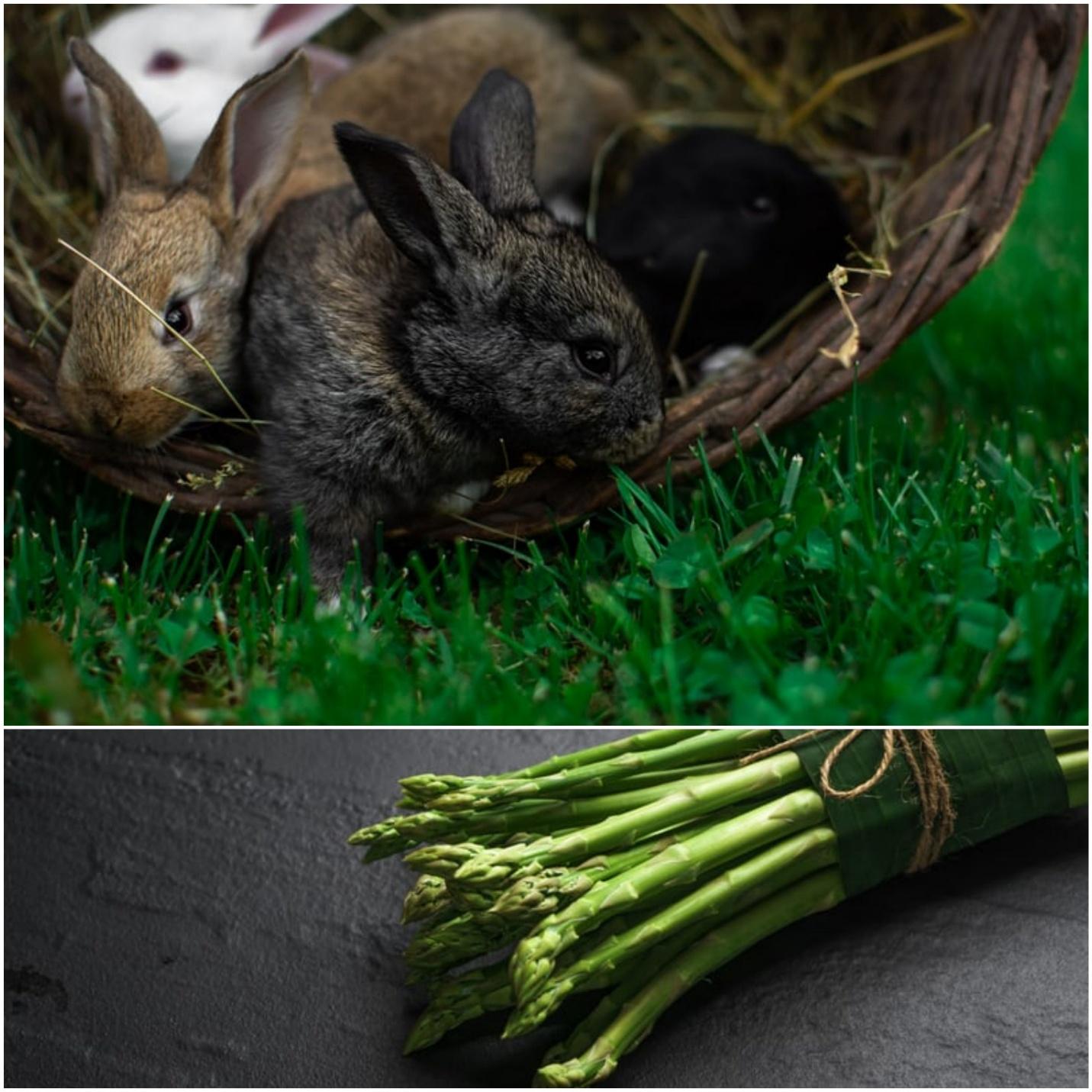 Can rabbits eat asparagus _ Young rabbits and a bunch of asparagus stalks