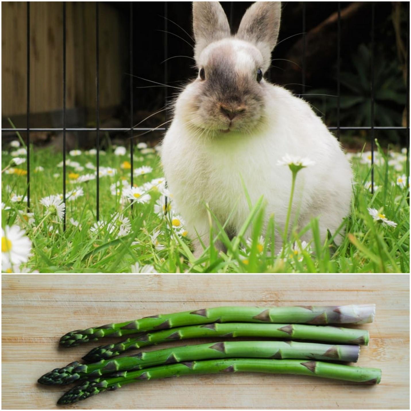 Can rabbits eat asparagus?_ A white rabbit in the field and asparagus