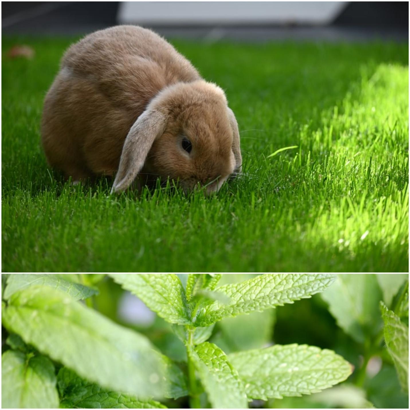Can rabbits eat mint _A lop-eared rabbit eating grass and peppermint leaves