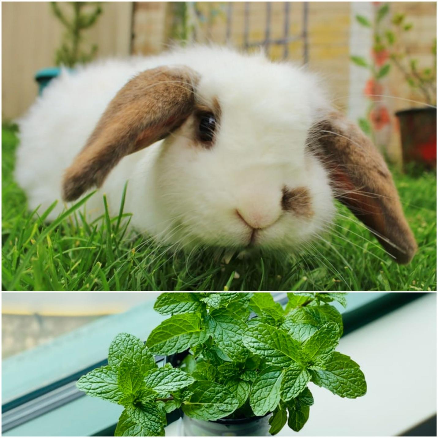 Can rabbits eat mint _A rabbit eating grass and potted mint leaves
