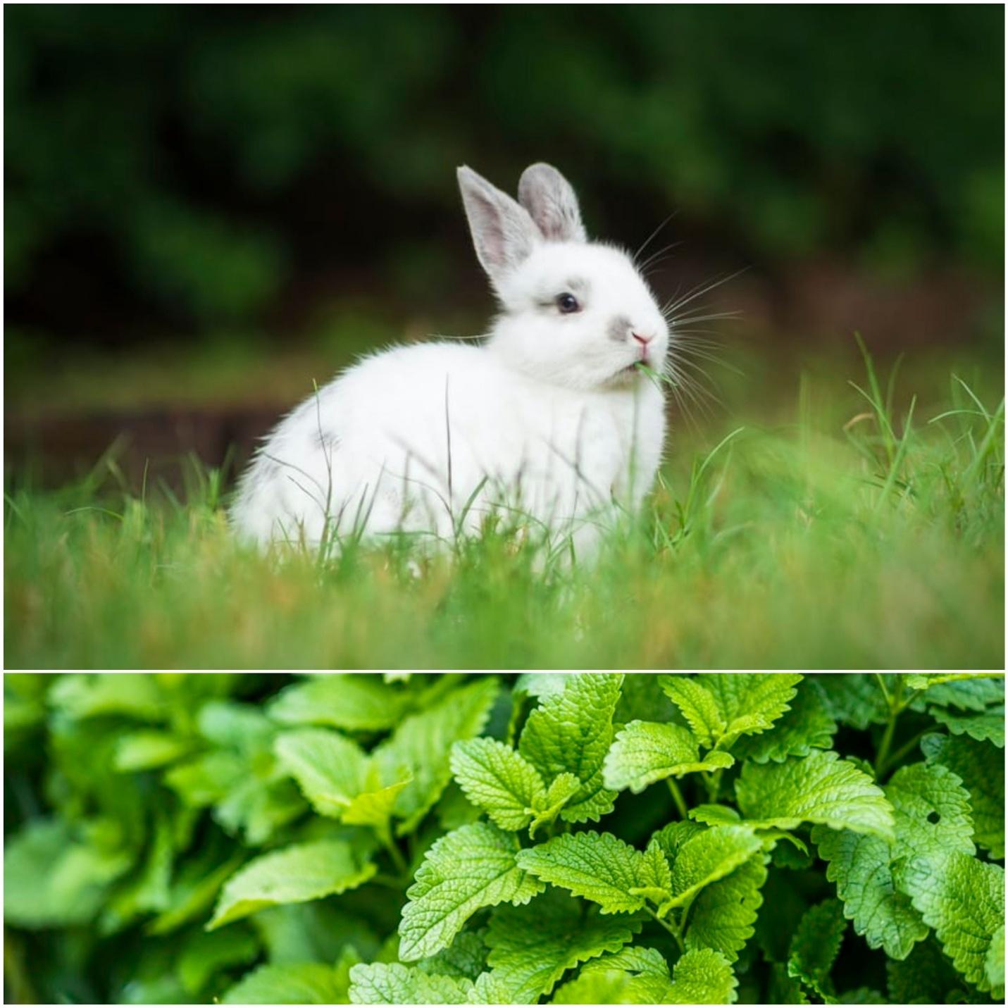 Can rabbits eat mint _A white rabbit and mint leaves