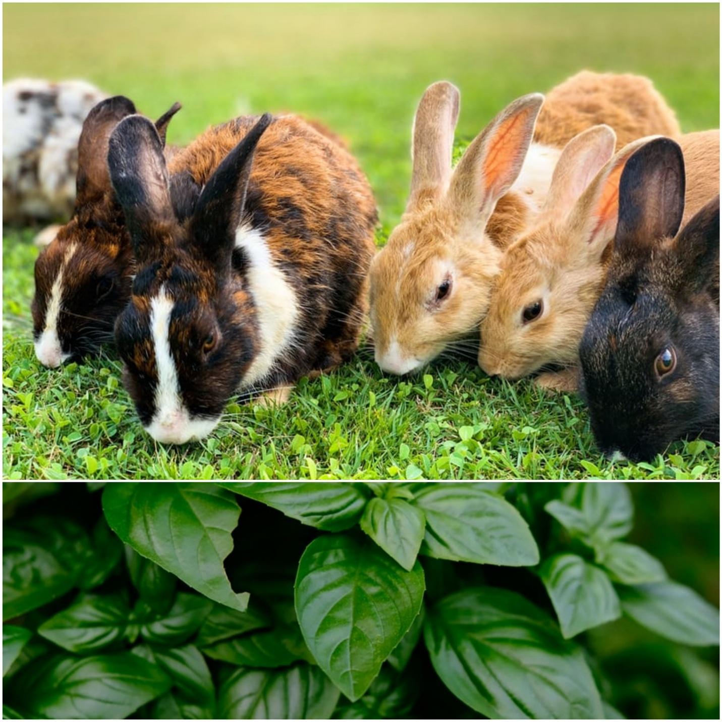 Can rabbits eat mint _Rabbits eating grass and basil leaves