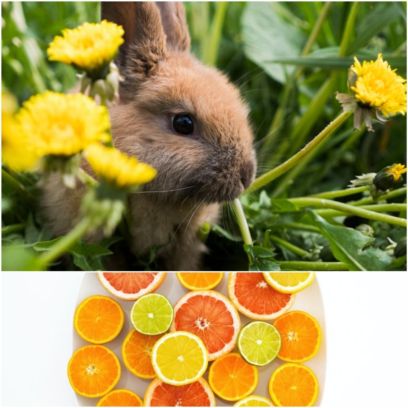 Can rabbits eat oranges _ A rabbit and a tray of citrus fruits