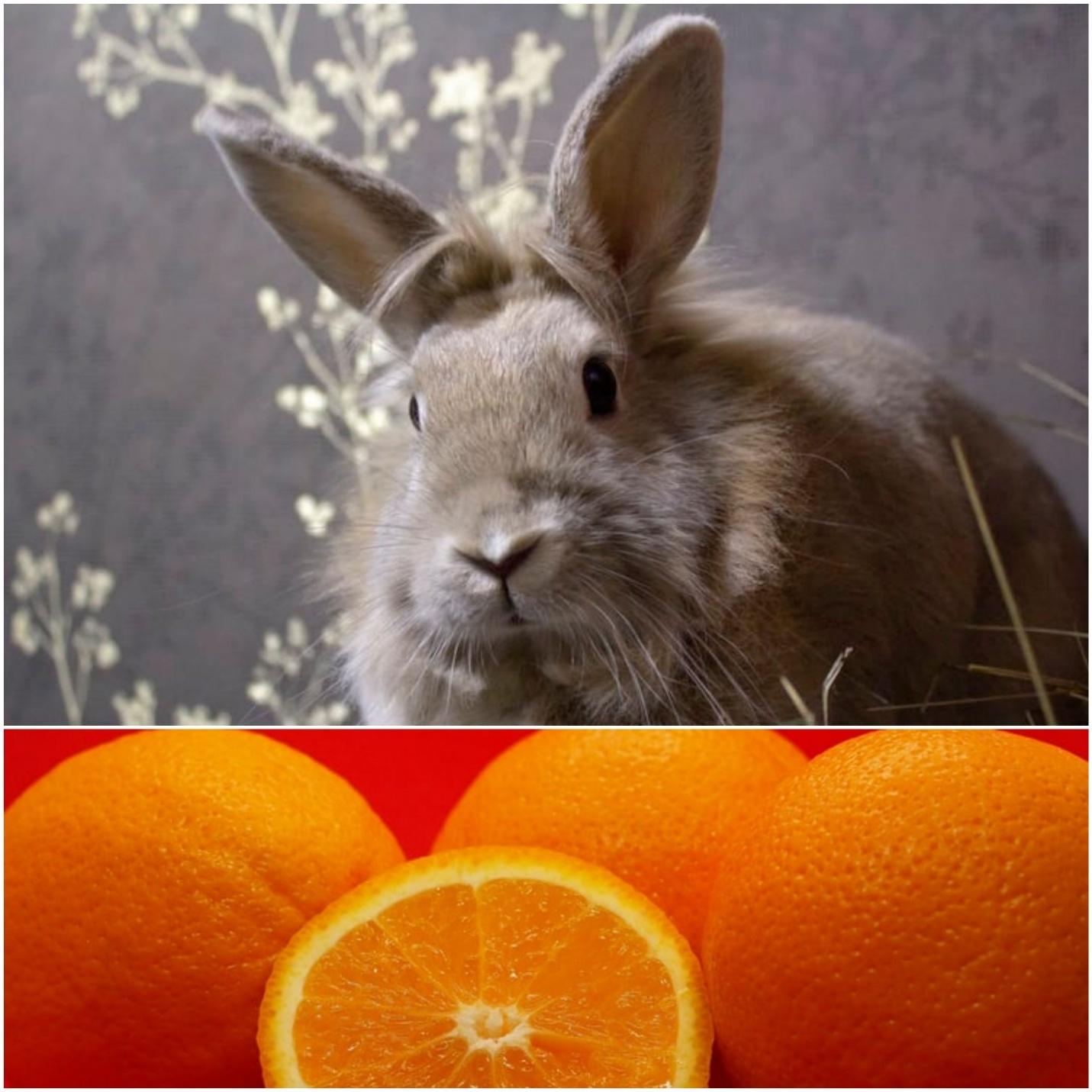 Can rabbits eat oranges _ A rabbit and oranges