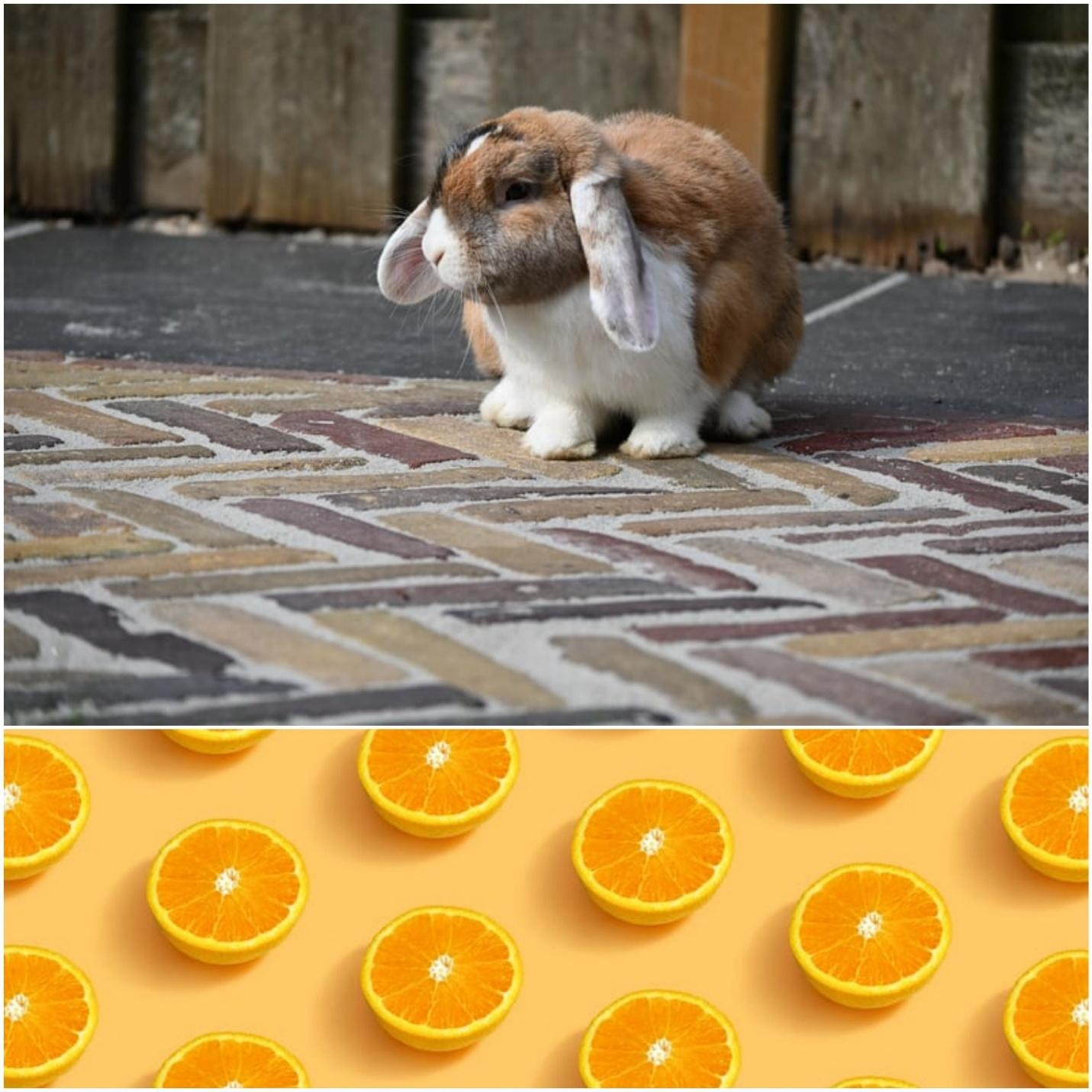 Can rabbits eat oranges _A pet rabbit and orange slices