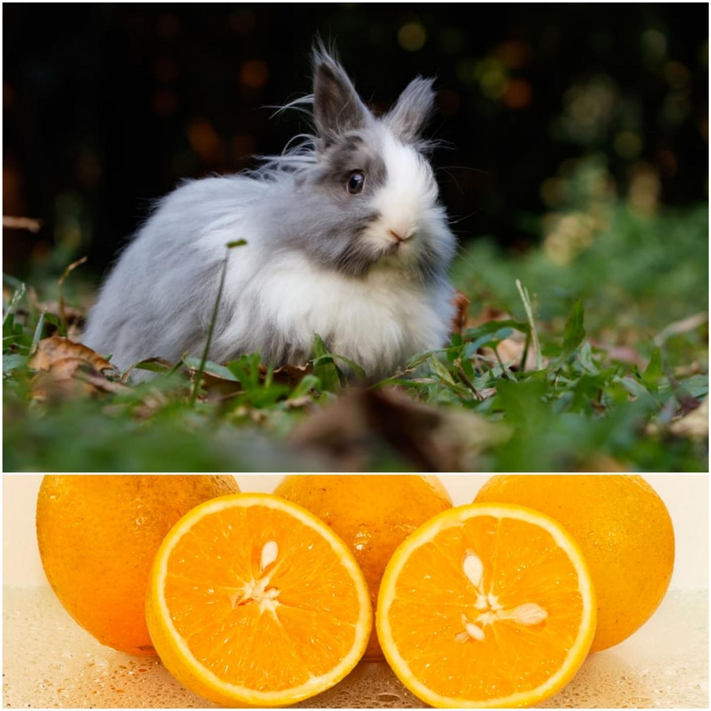 Can rabbits eat oranges _A white domestic rabbit and orange slices with seeds