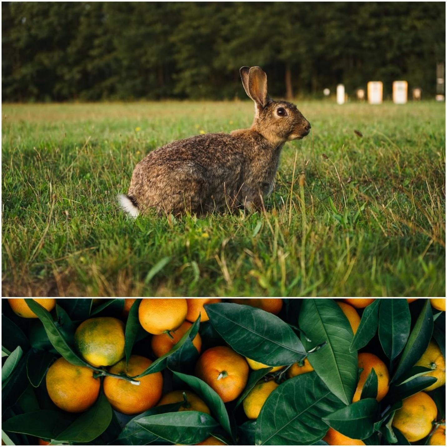 Can rabbits eat oranges_A wild rabbit and oranges with leaves