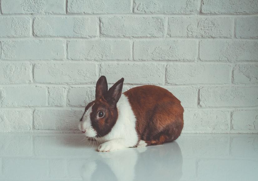 Do rabbits scream when they die _ A brown and white rabbit