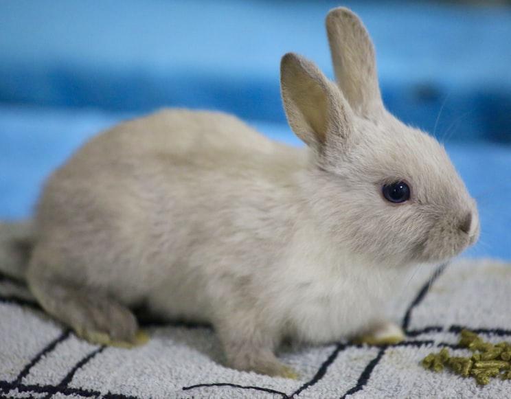 Do rabbits scream when they die _ A young rabbit