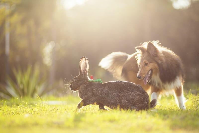 Do rabbits scream when they die _A dog chasing a rabbit