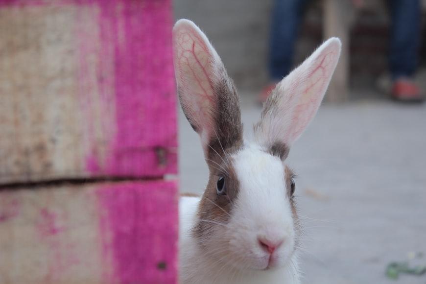 Do rabbits scream when they die_A white rabbit hiding