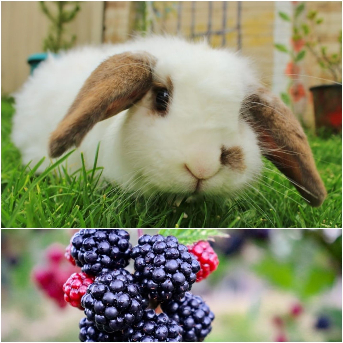 Can rabbits eat blackberries_ A lop-eared rabbit and some blackberries
