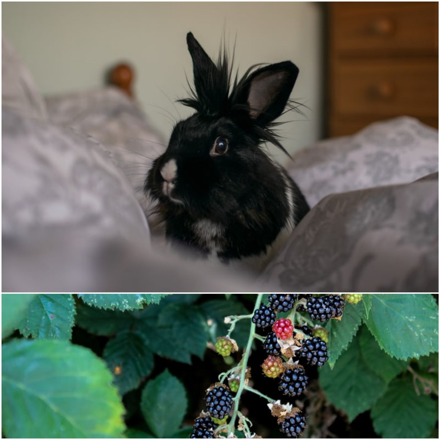 Can rabbits eat blackberries_ A rabbit lying on the bed and blackberry plant