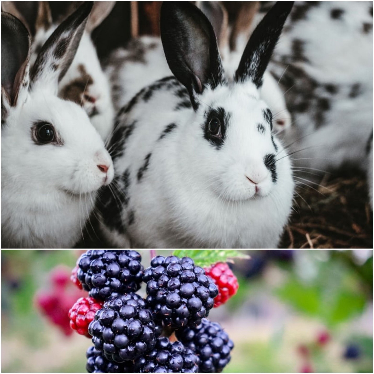 Can rabbits eat blackberries_ Rabbits and blackberries