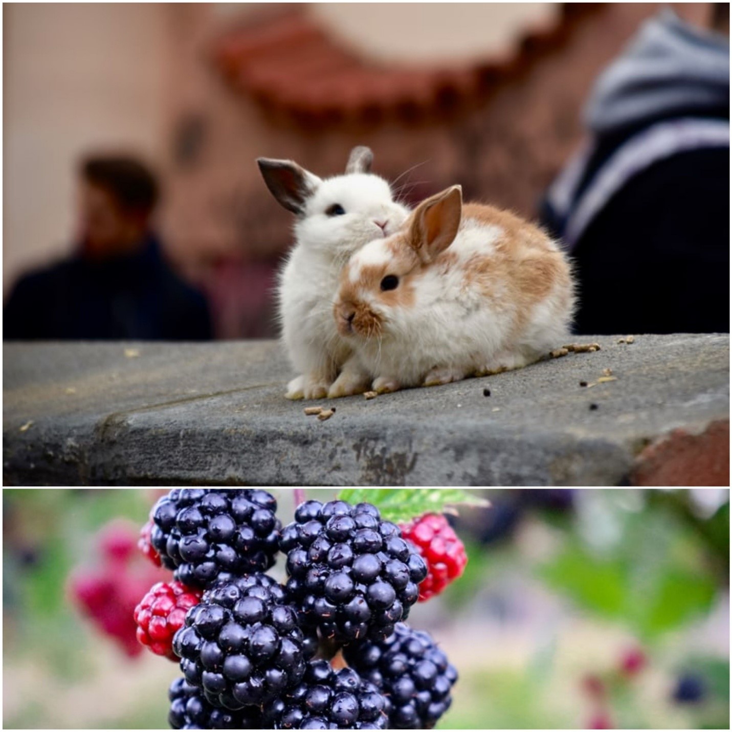 Can rabbits eat blackberries_ Young rabbits and blackberries