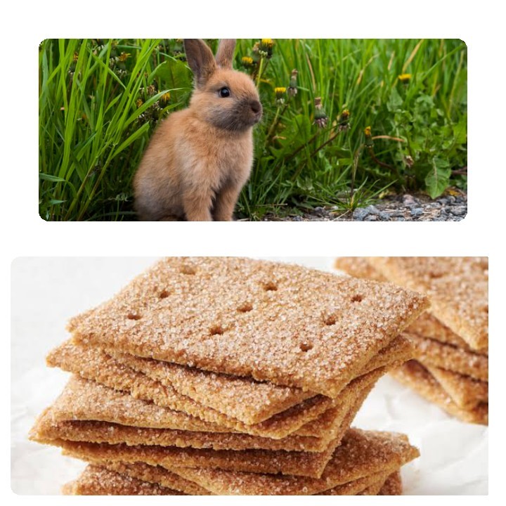 Can rabbits eat crackers_ A rabbit and Grahams crackers