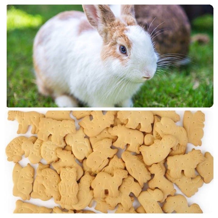 Can rabbits eat crackers_ A rabbit and animal crackers