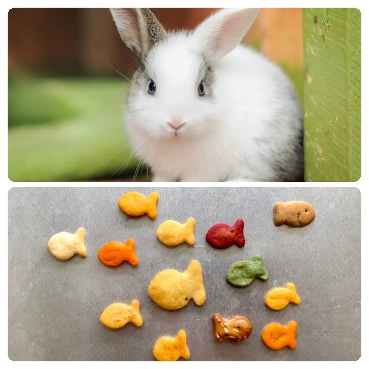 Can rabbits eat crackers_ A rabbit and goldfish crackers