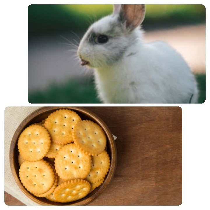 Can rabbits eat crackers_ A rabbit and ritz crackers