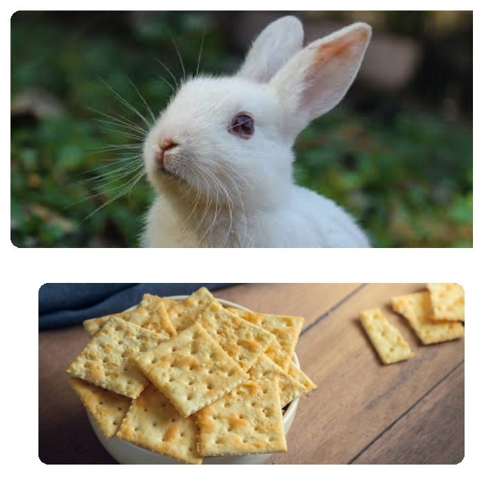 Can rabbits eat crackers_ A rabbit and saltine crackers