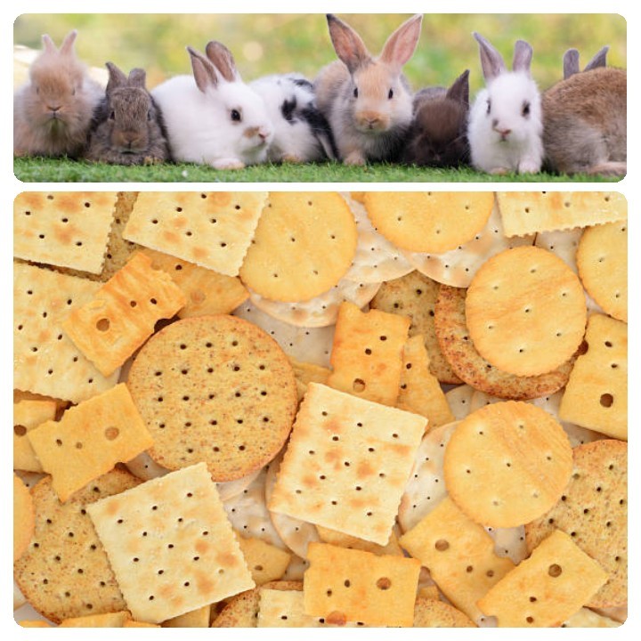 Can rabbits eat crackers_ Different rabbits and different crackers