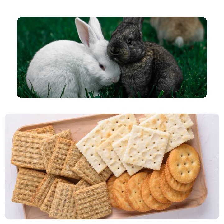 Can rabbits eat crackers_ Two rabbits and different crackers