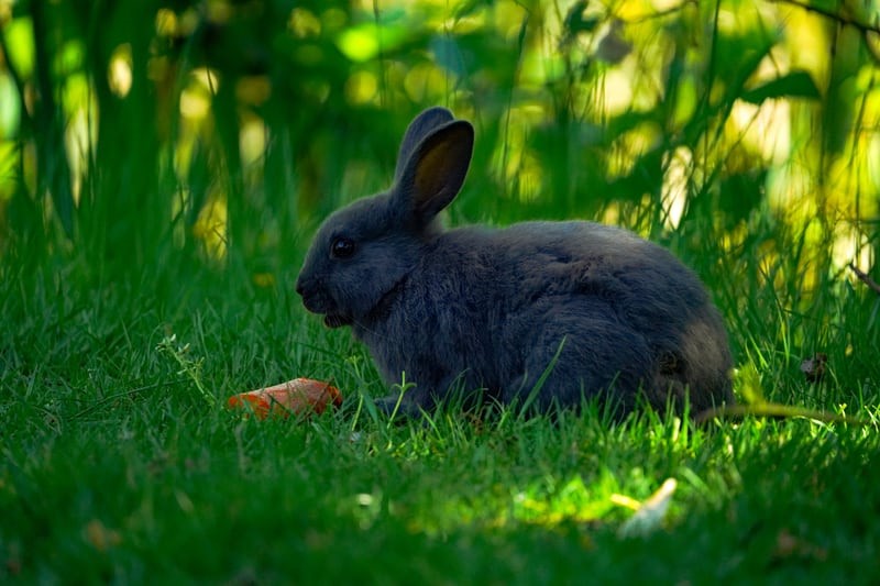 How long can a rabbit go without food_ A rabbit eating carrot 