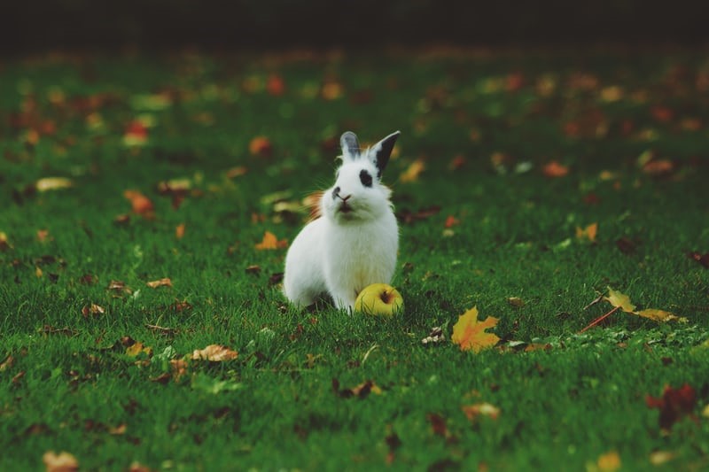 How long can a rabbit go without food_ A rabbit with an apple 