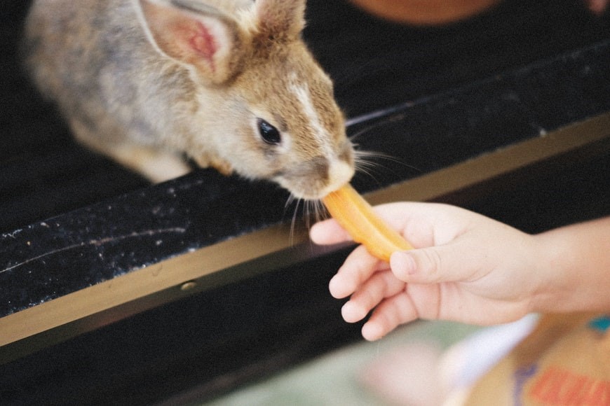 How long can a rabbit go without food_ Hand feeding a rabbit