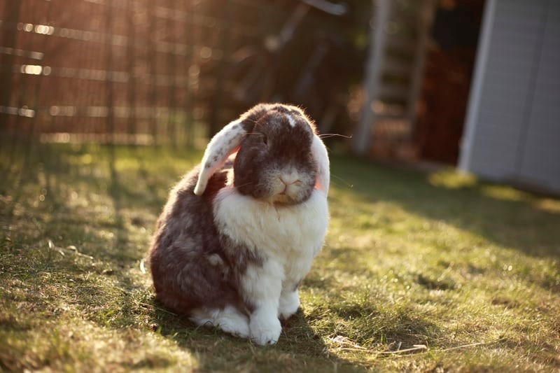 How long can a rabbit go without food_A lopeared rabbit