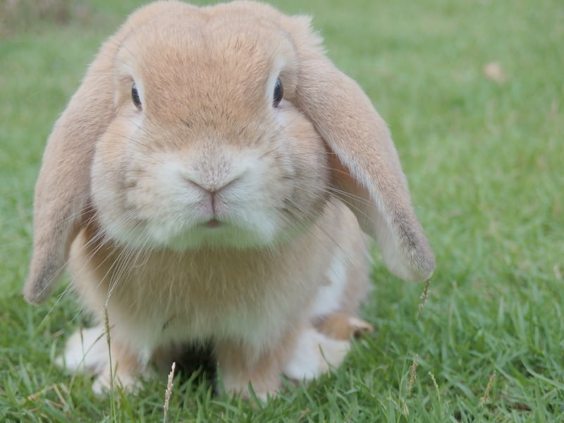 Why do rabbits' noseS twitch_ A lopeared rabbit