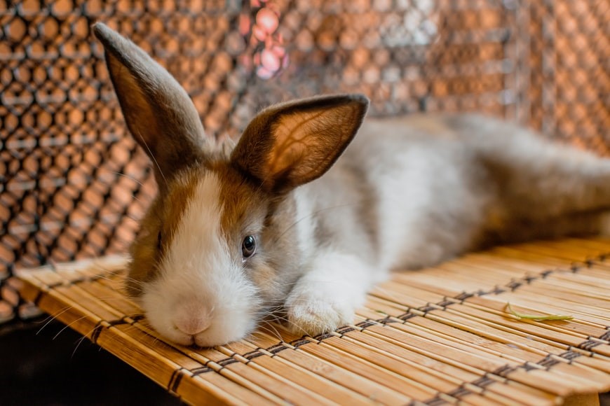 Why do rabbits' noses twitch_ A rabbit relaxing