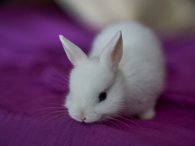 Why do rabbits' noses twitch_A rabbit sniffing a surface