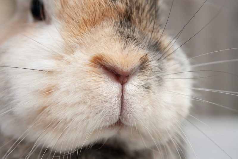 Why does rabbits' nose twitch_ A rabbit's nose