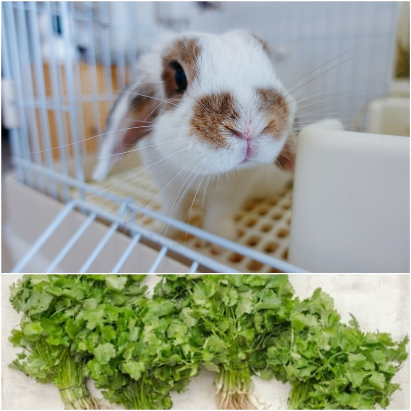 Can rabbits eat cilantro_ A lop-eared rabbit is in an enclosure, and bunches of cilantro