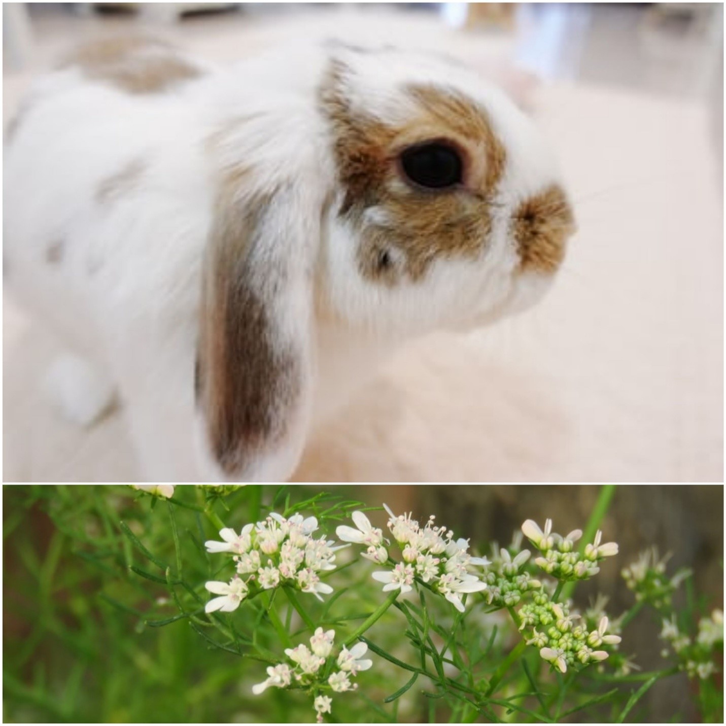 Can rabbits eat cilantro_ A pet rabbit and flowering cilantro plants